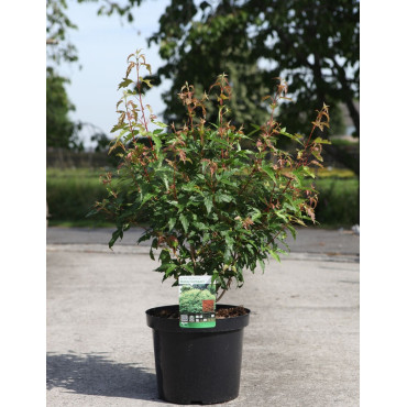 ACER ginnala BAILEY COMPACT En pot de 10-12 litres buisson hauteur 060-080 cm