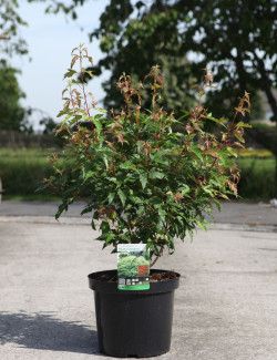 ACER ginnala BAILEY COMPACT En pot de 10-12 litres buisson hauteur 060-080 cm