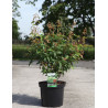 ACER ginnala BAILEY COMPACT En pot de 10-12 litres buisson hauteur 060-080 cm