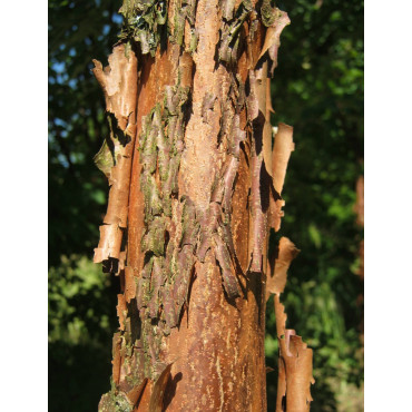 ACER griseum