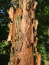 erable-a-ecorce-de-papier-acer-griseum-3.jpg