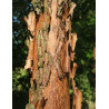 ACER griseum