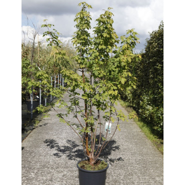 ACER griseum En pot de 25-30 litres buisson hauteur 125-150 cm