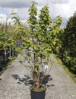 ACER griseum En pot de 25-30 litres buisson hauteur 125-150 cm