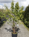 erable-a-ecorce-de-papier-acer-griseum-9.jpg