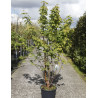 ACER griseum En pot de 25-30 litres buisson hauteur 125-150 cm