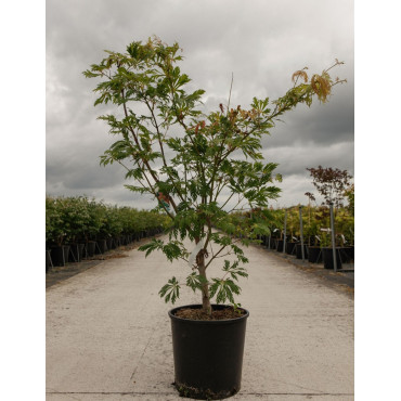 ACER japonicum ACONITIFOLIUM En pot de 15-20 litres buisson hauteur 060-080 cm