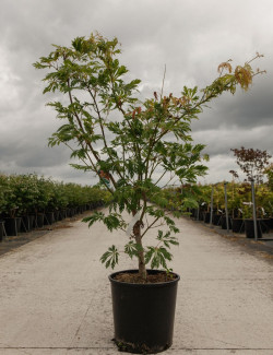 ACER japonicum ACONITIFOLIUM En pot de 15-20 litres buisson hauteur 060-080 cm