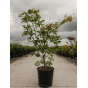 ACER japonicum ACONITIFOLIUM En pot de 15-20 litres buisson hauteur 060-080 cm