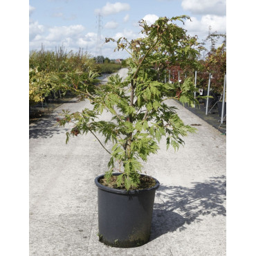 ACER japonicum ACONITIFOLIUM En pot de 25-30 litres buisson hauteur 080-100 cm