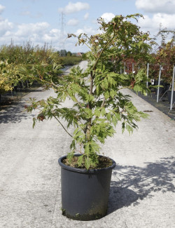 ACER japonicum ACONITIFOLIUM En pot de 25-30 litres buisson hauteur 080-100 cm