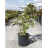 ACER japonicum ACONITIFOLIUM En pot de 25-30 litres buisson hauteur 080-100 cm