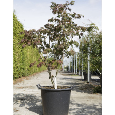 ACER japonicum ACONITIFOLIUM En pot de 30-35 litres buisson hauteur 100-125 cm