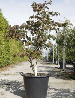 ACER japonicum ACONITIFOLIUM En pot de 30-35 litres buisson hauteur 100-125 cm
