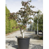 ACER japonicum ACONITIFOLIUM En pot de 30-35 litres buisson hauteur 100-125 cm