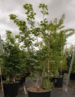 ACER japonicum VITIFOLIUM En pot de 50-70 litres buisson hauteur 150-175 cm
