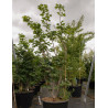 ACER japonicum VITIFOLIUM En pot de 50-70 litres buisson hauteur 150-175 cm
