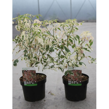 ACER negundo FLAMINGO En pot de 3-4 litres buisson hauteur 030-040 cm
