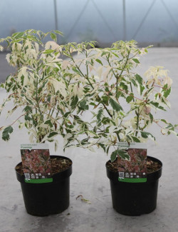 ACER negundo FLAMINGO En pot de 3-4 litres buisson hauteur 030-040 cm