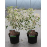 ACER negundo FLAMINGO En pot de 3-4 litres buisson hauteur 030-040 cm