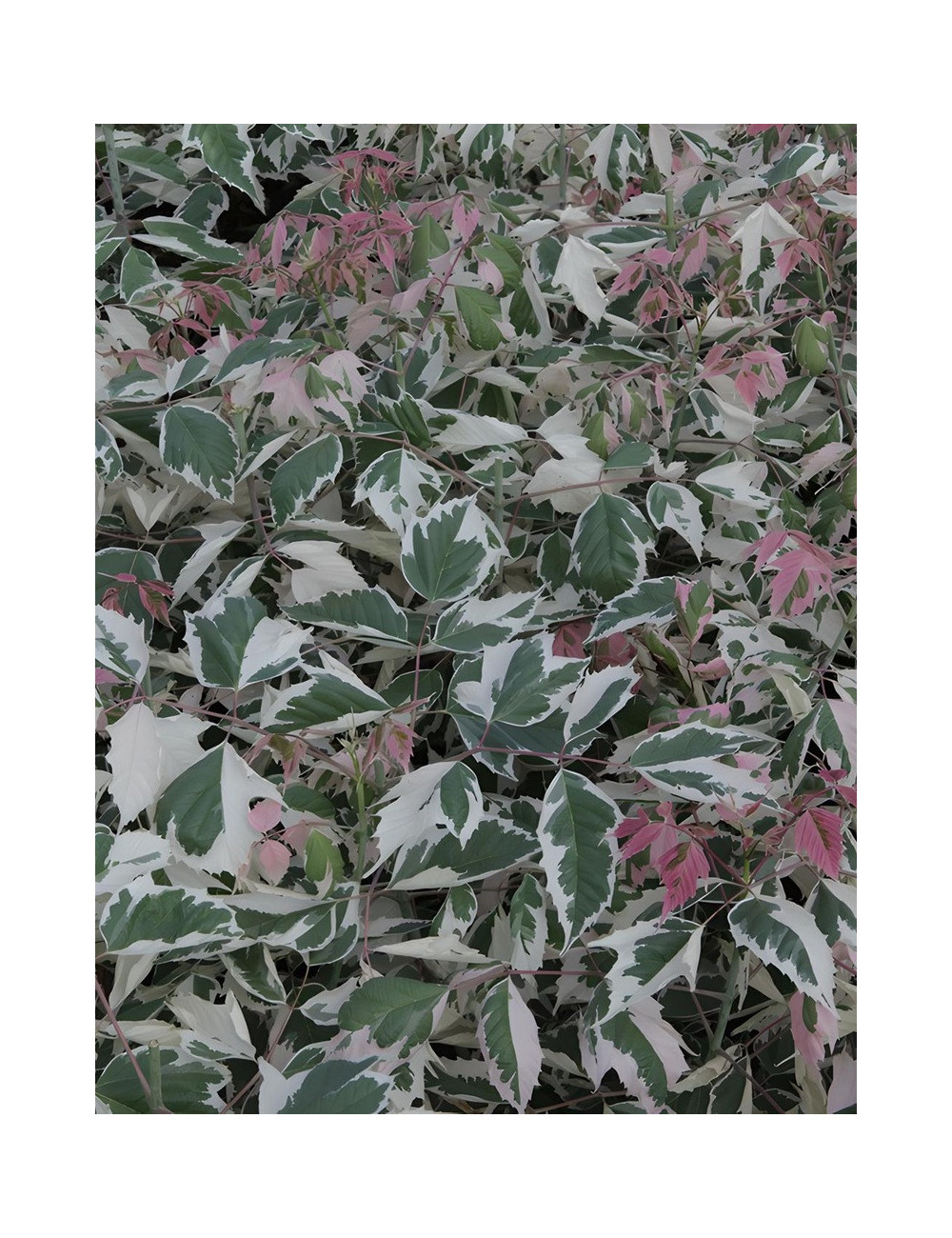 ACER negundo FLAMINGO