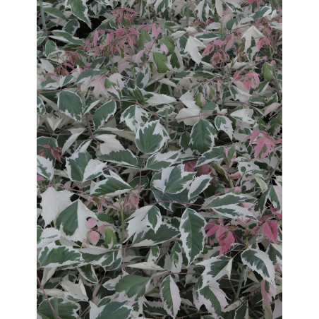 ACER negundo FLAMINGO