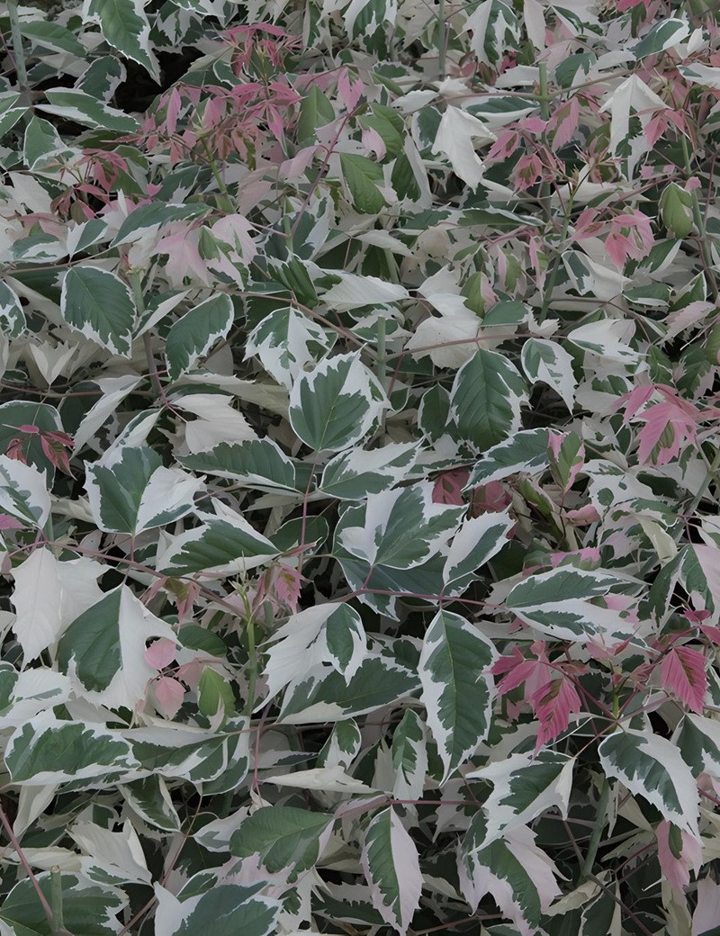 ACER negundo FLAMINGO