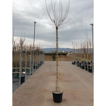 ACER negundo FLAMINGO En pot de 30-35 litres tige hauteur du tronc 190-210 cm circonférence du tronc 10-12 cm