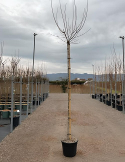 ACER negundo FLAMINGO En pot de 30-35 litres tige hauteur du tronc 190-210 cm circonférence du tronc 10-12 cm