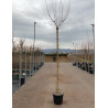 ACER negundo FLAMINGO En pot de 30-35 litres tige hauteur du tronc 190-210 cm circonférence du tronc 10-12 cm