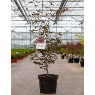 ACER palmatum ATROPURPUREUM En pot de 10-12 litres buisson hauteur 060-080 cm