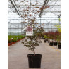 ACER palmatum ATROPURPUREUM En pot de 10-12 litres buisson hauteur 060-080 cm