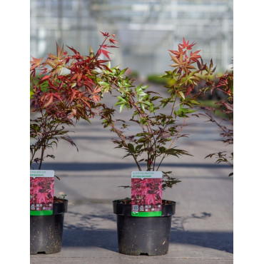 ACER palmatum ATROPURPUREUM En pot de 3-4 litres buisson hauteur 030-040 cm