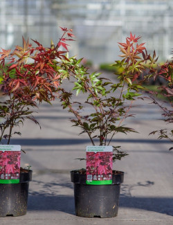 ACER palmatum ATROPURPUREUM En pot de 3-4 litres buisson hauteur 030-040 cm