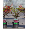 ACER palmatum ATROPURPUREUM En pot de 3-4 litres buisson hauteur 030-040 cm