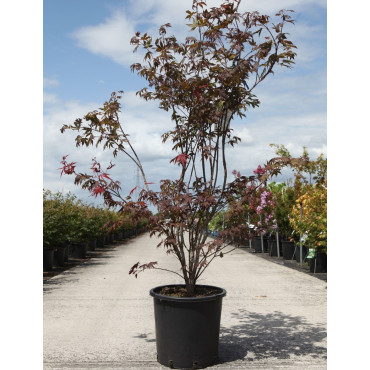 ACER palmatum ATROPURPUREUM En pot de 20-25 litres buisson hauteur 125-150 cm