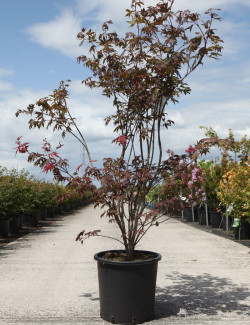 ACER palmatum ATROPURPUREUM En pot de 20-25 litres buisson hauteur 125-150 cm