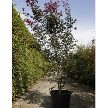 ACER palmatum ATROPURPUREUM En pot de 70-90 litres buisson hauteur 175-200 cm