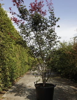 ACER palmatum ATROPURPUREUM En pot de 70-90 litres buisson hauteur 175-200 cm