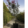ACER palmatum ATROPURPUREUM En pot de 70-90 litres buisson hauteur 175-200 cm