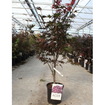 ACER palmatum BLOODGOOD En pot de 10-12 litres buisson hauteur 060-080 cm