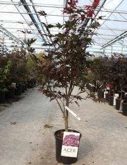 ACER palmatum BLOODGOOD En pot de 10-12 litres buisson hauteur 060-080 cm