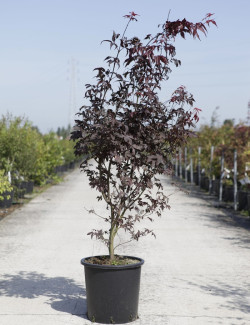 ACER palmatum BLOODGOOD En pot de 20-25 litres buisson hauteur 125-150 cm