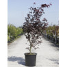 ACER palmatum BLOODGOOD En pot de 20-25 litres buisson hauteur 125-150 cm