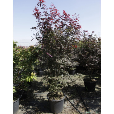 ACER palmatum BLOODGOOD En pot de 50-70 litres buisson hauteur 150-175 cm