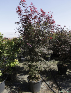 ACER palmatum BLOODGOOD En pot de 50-70 litres buisson hauteur 150-175 cm