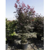 ACER palmatum BLOODGOOD En pot de 50-70 litres buisson hauteur 150-175 cm