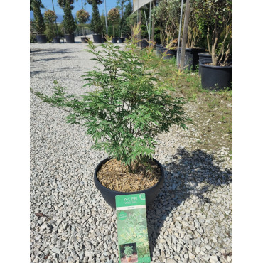 ACER palmatum BUTTERFLY En pot de 10-12 litres buisson hauteur 060-080 cm