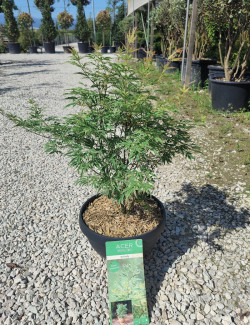 ACER palmatum BUTTERFLY En pot de 10-12 litres buisson hauteur 060-080 cm