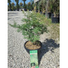 ACER palmatum BUTTERFLY En pot de 10-12 litres buisson hauteur 060-080 cm